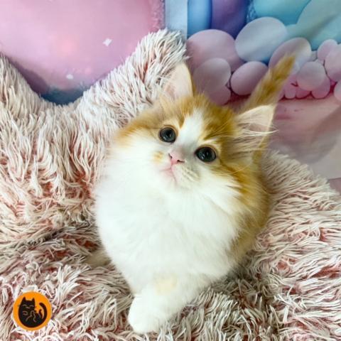 スコティッシュフォールド