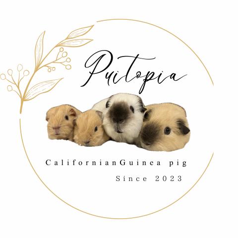Puitopia（プイトピア）
