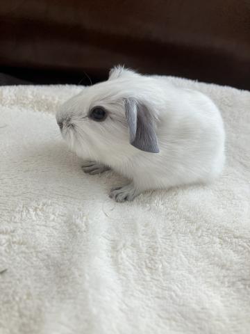 モルモット ロシアンスモークモルモット