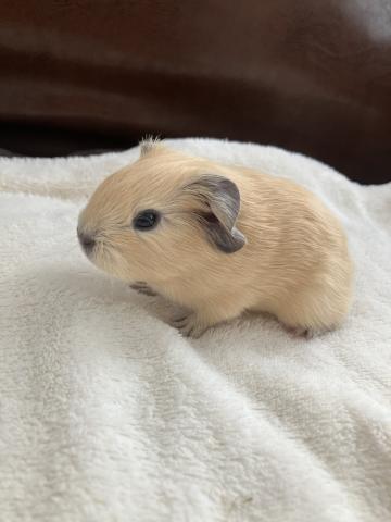 モルモット ロシアンスモークモルモット