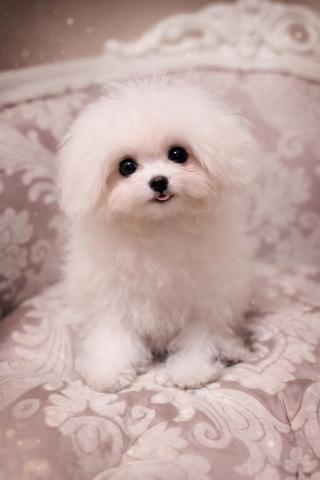 ビションフリーゼ韓国ビション　ミニビション