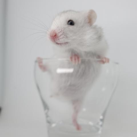 シリアンハムスター(ライトシルバーグレー)