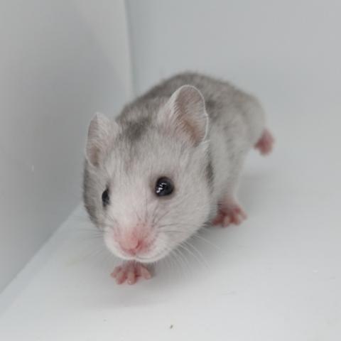 シリアンハムスター(シルバーグレー)