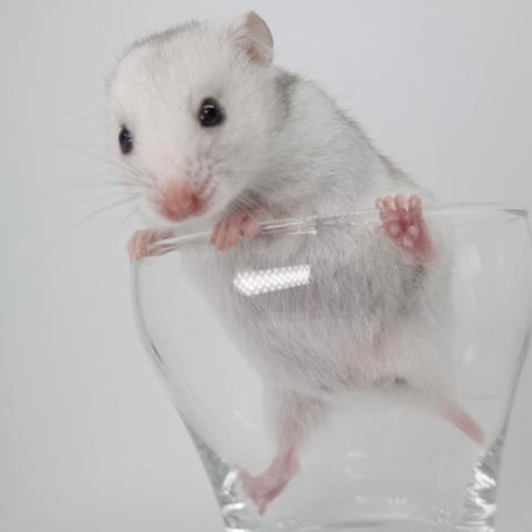 シリアンハムスター(ライトシルバーグレー)