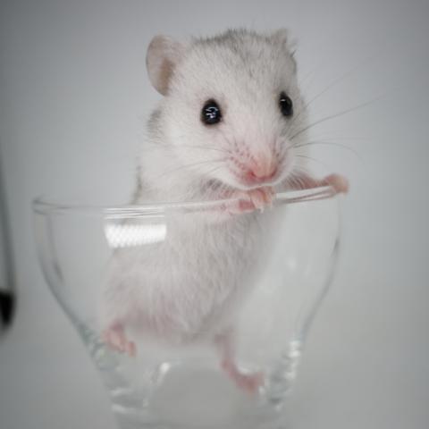 シリアンハムスター(ライトシルバーグレー)