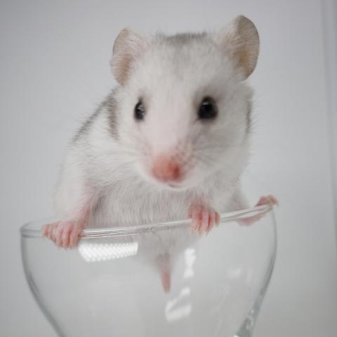 シリアンハムスター(シルバーグレー)
