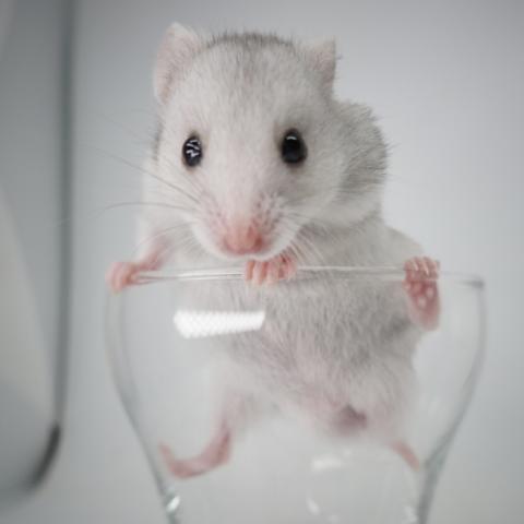 シリアンハムスター(シルバーグレー)