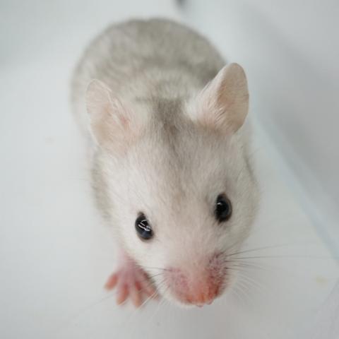 シリアンハムスター(ライトシルバーグレー)