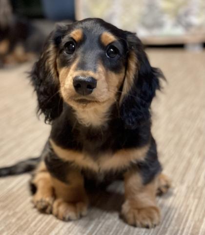 ミニチュアダックスフンド