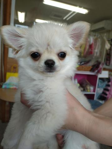 チワワ（ロングコート）