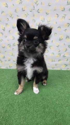 チワワ（ロングコート）