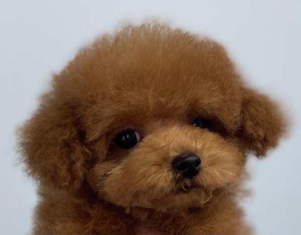 超サプライズ特価の子⭐️Tカッププードル⭐️Tカップサイズ確定の子⭐️《スーパープレミアクラス》⭐️Tカップならお任せください⭐️