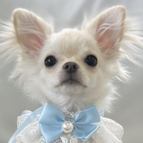 チワワ（ロングコート）