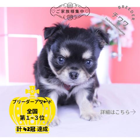 チワワ　ロング