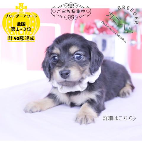 カニヘンダックスフンド　ロング