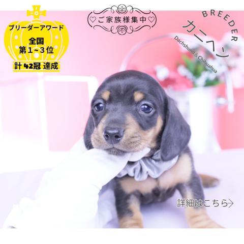 カニヘンダックスフンド　スムース