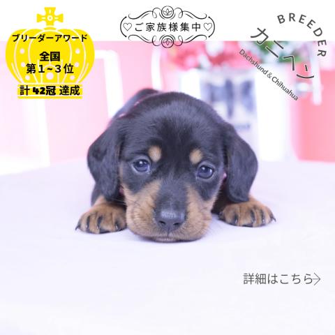 カニヘンダックスフンド スムース