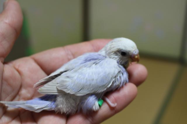 ライラック 挿し餌中