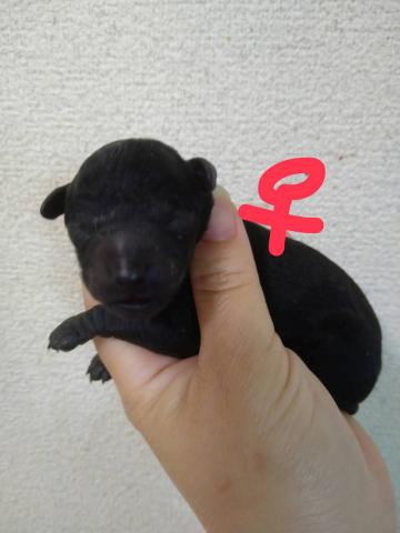 タイニープードル