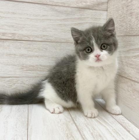 ブリティッシュショートヘア