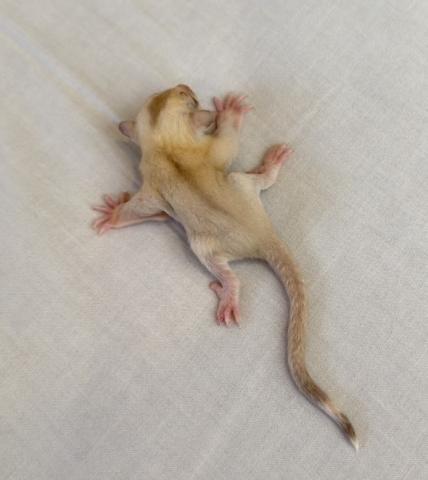 フクロモモンガ クリミノモザイク