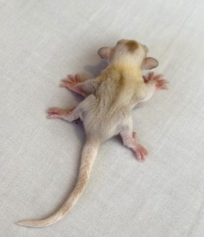 フクロモモンガ クリミノモザイク