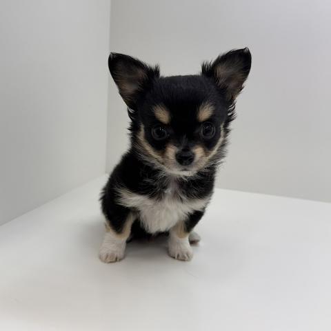 チワワ（ロングコート）