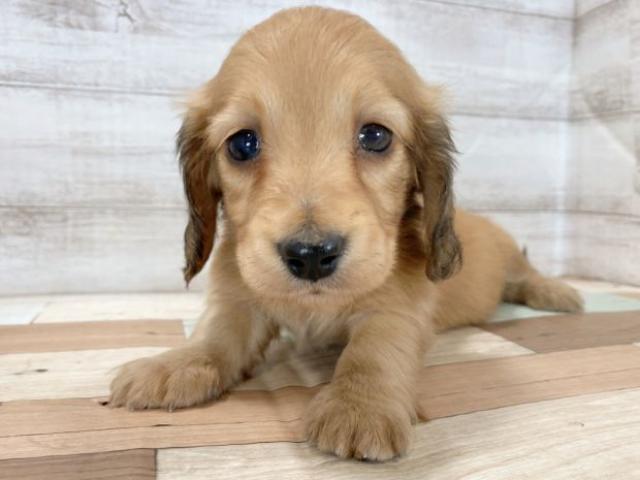 ミニチュアダックスフンド