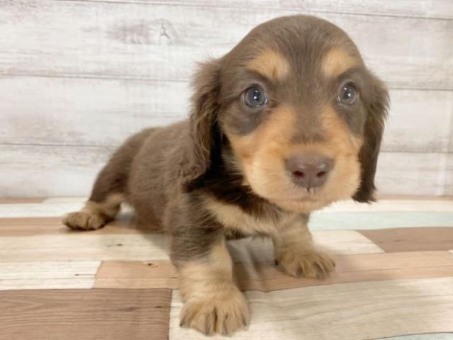 ミニチュアダックスフンド