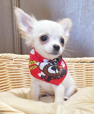 チワワ（ロングコート）