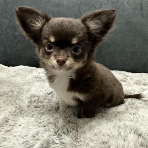 チワワ(ロングコート)