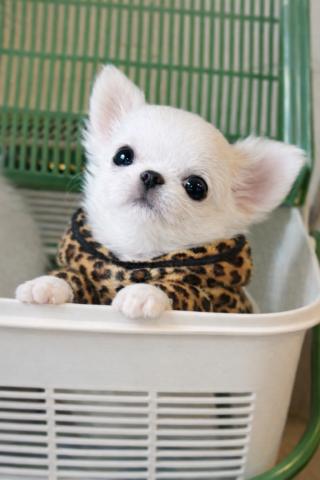 チワワ(ロングコート)