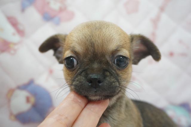 チワワ（スムースコート）