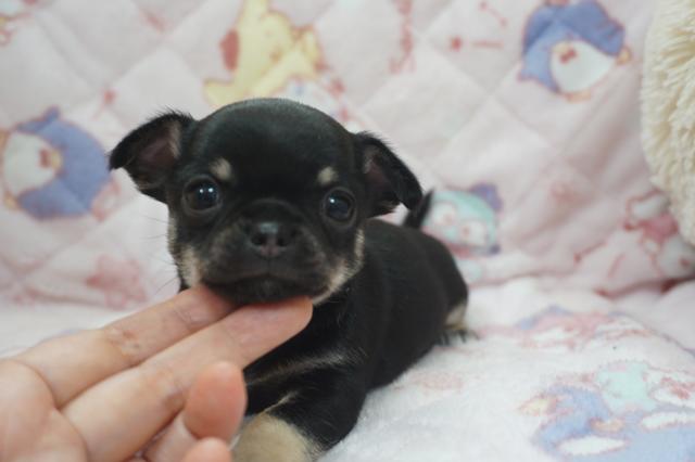 チワワ（スムースコート）