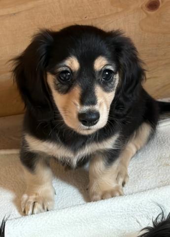 ミニチュアダックスフンド