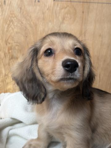 ミニチュアダックスフンド