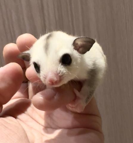 フクロモモンガ (プラチナモザイク )