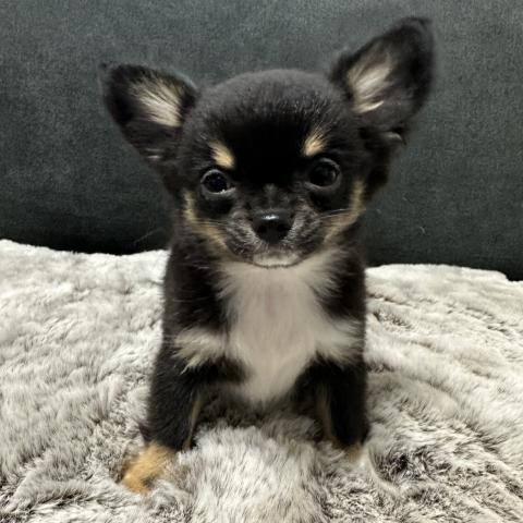 チワワ(ロングコート)