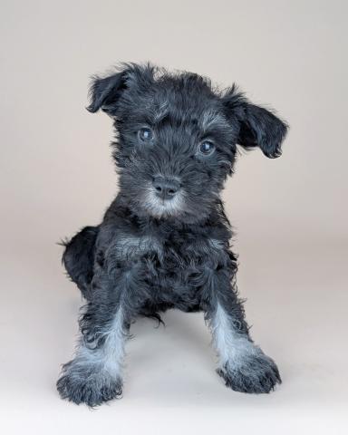 ミニチュアシュナウザー