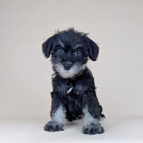 ミニチュアシュナウザー