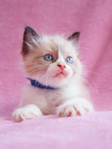 ラグドール😸ラグドール3兄弟🍀