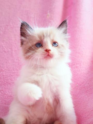 ラグドール😸ラグドール3兄弟🍀