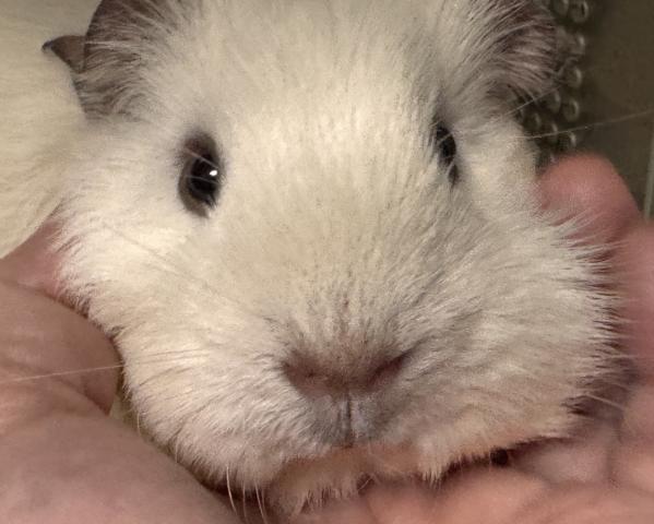 ロシアンモルモット