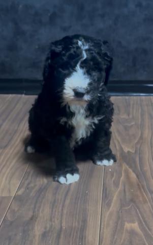 MIX大人気！希少！大型犬♡シーパードゥードル♡早期予約受け付け中