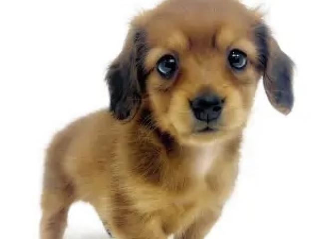 カニンヘンダックスフンド