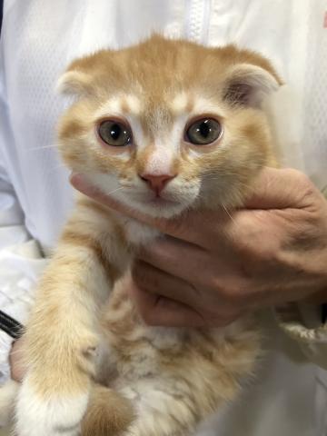 スコティッシュフォールド