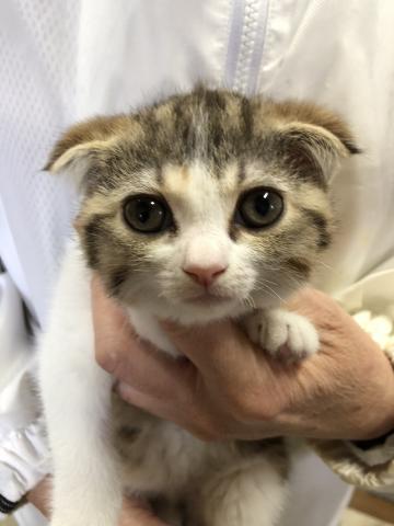 スコティッシュフォールド