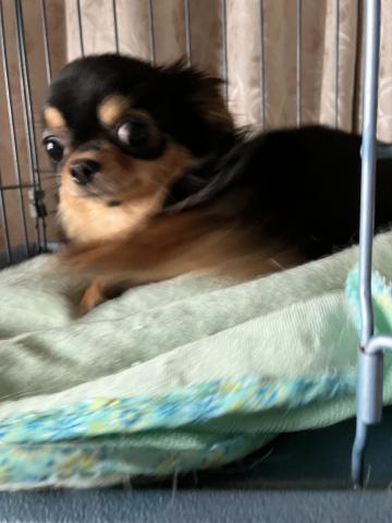 チワワ（ロングコート）