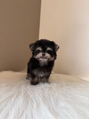 MIXチワマルちゃん🎀