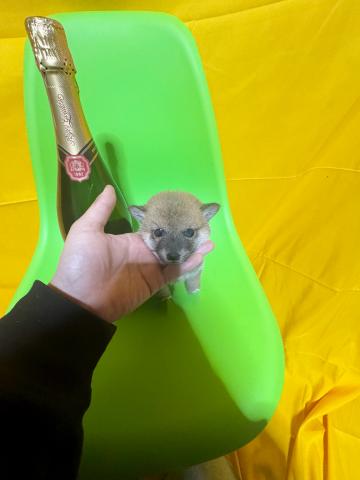 柴犬極小豆柴✨2.7kg成犬時予想✨